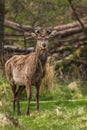 Wildlife Deer in the forest Royalty Free Stock Photo