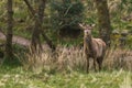 Wildlife Deer on the side Royalty Free Stock Photo