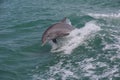 Wildlife dolphin jumping waves