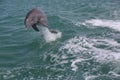 Wildlife dolphin jumping waves