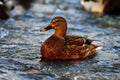 Wildlife duck Royalty Free Stock Photo