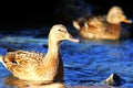 Wildlife duck Royalty Free Stock Photo
