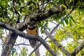 Wildlife: At Dusk, a Spectacled Owl readies for the hunt in the Northern Jungles of Guatemala