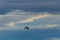 Wildlife eagle animal fly on blue overcast cloudy sky. Czech nature photo