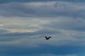 Wildlife eagle animal fly on blue overcast cloudy sky. Czech nature photo