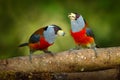 Wildlife Ecuador. Toucan Barbet, Semnornis ramphastinus, Bellavista, Mindo in Ecuador, exotic grey and red bird. Wildlife scene Royalty Free Stock Photo