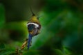 Wildlife Ecuador. Wire-crested thorntail, Discosura popelairii, hummingbird from Colombia, Ecuador and Peru. Beautiful bird with