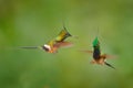 Wildlife Ecuador. Wire-crested thorntail, Discosura popelairii, hummingbird from Colombia, Ecuador and Peru. Beautiful bird with