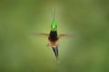 Wildlife Ecuador. Wire-crested thorntail, Discosura popelairii, hummingbird from Colombia, Ecuador and Peru. Beautiful bird with