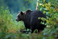 Wildlife from Europe. Autumn trees with bear. Brown bear feeding before winter. Slovakia mountain Mala Fatra. Evening in the green