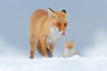 Wildlife Europe. Detail close-up portrait of nice fox. Red fox in white snow. Cold winter with orange fur fox. Hunting animal in t