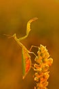 Wildlife Europe. Evening light with insect. Mantis on flower, Mantis religiosa, beautiful evening sun, Czech republic. Wildlife sc