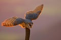 Wildlife Europe. Evening light with landing owl. Barn owl flying with spread wings on tree stump at the evening. Wildlife scene fr