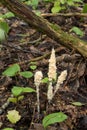 Protista organism slime mold