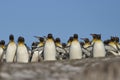 Wildlife of the Falkland Islands