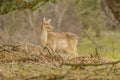 Wildlife - Fallow Deer