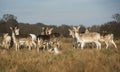 Wildlife: A Fallow deer stag with his herd in Richmond Park, London, UK. 2 Royalty Free Stock Photo