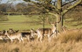 Wildlife: A Fallow deer stag with his herd in Richmond Park, London, UK. 3