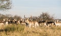 Wildlife: A Fallow deer stag with his herd in Richmond Park, London, UK. 4 Royalty Free Stock Photo