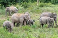 Wildlife of family Asian Elephant walking and looking grass for food in forest. Kui Buri National Park. Thailand Royalty Free Stock Photo