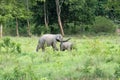 Wildlife of family Asian Elephant walking and looking grass for food in forest. Kui Buri National Park. Thailand Royalty Free Stock Photo