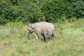 Wildlife of family Asian Elephant walking and looking grass for food in forest. Kui Buri National Park. Thailand Royalty Free Stock Photo