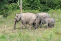 Wildlife of family Asian Elephant walking and looking grass for food in forest. Kui Buri National Park. Thailand Royalty Free Stock Photo