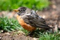 Wildlife Fauna Birds Red Orange American Robin Juvenile Royalty Free Stock Photo