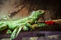 Wildlife and fauna. Iguana lizard reptile. Wild animal and wildlife. Animal in zoo. Iguana lizard reptile in zoo park. Reptilian Royalty Free Stock Photo