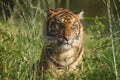 Wildlife, Female Sumatran Tiger