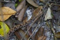 Wildlife: A Fer-de-lance Bothrops asper is seen in a trail in Peten, Guatemala