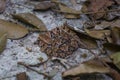 Wildlife: A Fer-de-lance Bothrops asper is seen in a trail in Peten, Guatemala Royalty Free Stock Photo