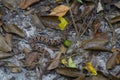 Wildlife: A Fer-de-lance Bothrops asper is seen in a trail in Peten, Guatemala