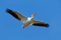 Wildlife from Florida coast. Bird in fly with blue sky. White Pelican, Pelecanus erythrorhynchos, from Florida, USA. White pelican Royalty Free Stock Photo