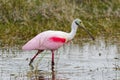 Roseate Spoonbill browsing the wetlands of the Florida Everglades