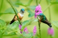 Wildlife flower nature, two bird in pink bloom.  Hummingbird violet-tailed sylph, Aglaiocercus coelestic, females in the nature Royalty Free Stock Photo