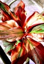 A wildlife flower in the flower pot of a new made of clay in the garden shots by camera in the sunlight focus.