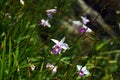 Wildlife flowers Royalty Free Stock Photo