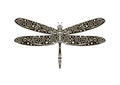 Wildlife, flying dragonfly, pattern