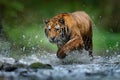 Wildlife in the forest, tiger river water walk. Amur tiger, angerous animal in taiga, Russia. Animal in green forest stream. Grey