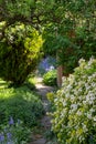 Wildlife friendly suburban garden with choisya plant, crazy paving path, bluebells, shrubs, flowers and greenery.