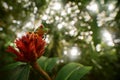 Wildlife. Frog from Costa Rica, wide angle lens. Wildlife scene tropic forest, animal in the habitat. Red-eyed Tree Frog in nature Royalty Free Stock Photo