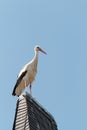 Wildlife German Stork