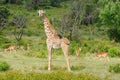 Wildlife Giraffe in Africa