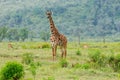 Wildlife Giraffe in Africa