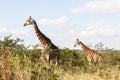 Wildlife Giraffe Animals Wilderness