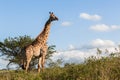 Wildlife Giraffe Animals Wilderness