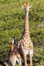 Wildlife Giraffe Calf Animals Wilderness