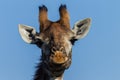 Wildlife Giraffe Portrait Animal