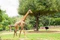 Wildlife Giraffe in safari in Thailand